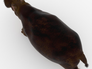 hippopotamus 3D Model