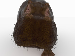 hippopotamus 3D Model