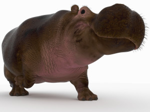 hippopotamus 3D Model