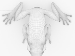 frog Model 3D