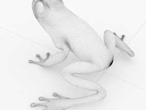 frog Model 3D