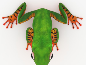 frog Model 3D