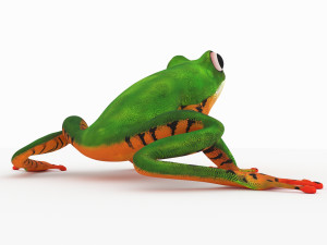frog Model 3D