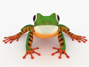 frog Model 3D