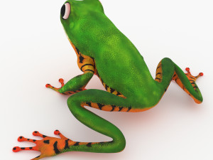 frog Model 3D