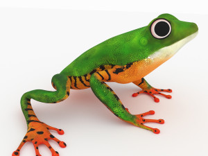frog 3D Model