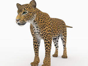 jaguar4 3D Model
