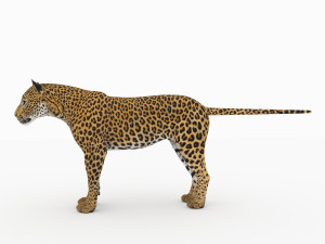 jaguar4 3D Model