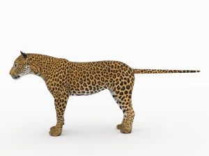 jaguar4 3D Model