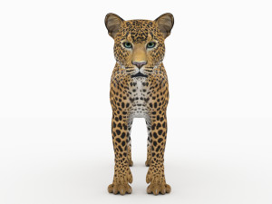 jaguar4 3D Model