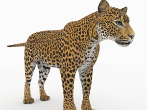 jaguar4 3D Model