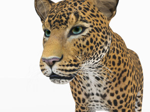 jaguar4 3D Model