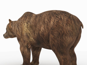 bear 6 Modelo 3D