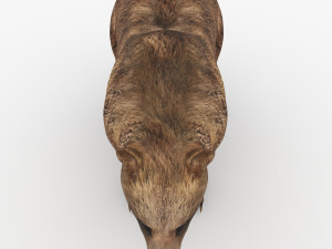 bear 6 Modelo 3D
