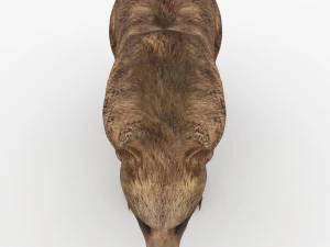 bear 6 3D Model