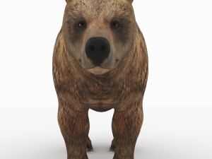 bear 6 Modelo 3D