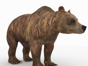bear 6 Modelo 3D