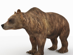 bear 6 3D Model