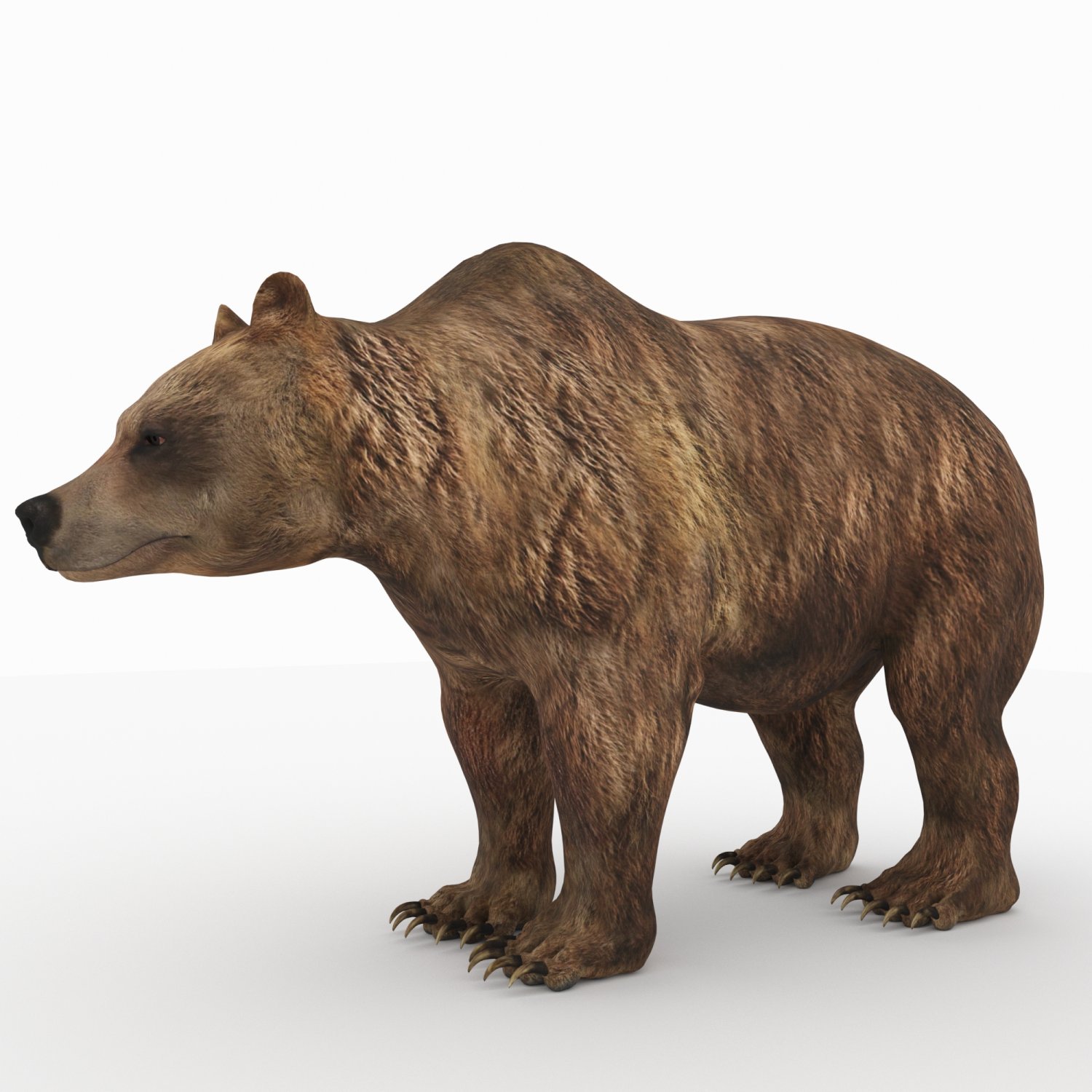 Bear model