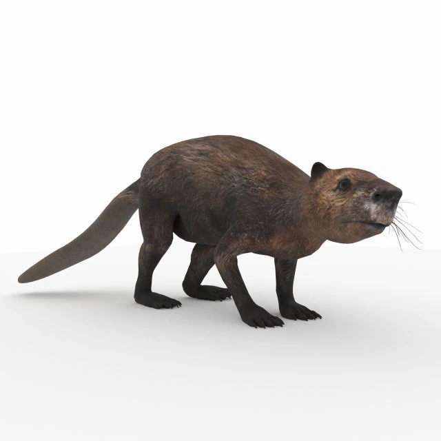 бобер 3D Модель .c4d .max .obj .3ds .fbx .stl .blend 