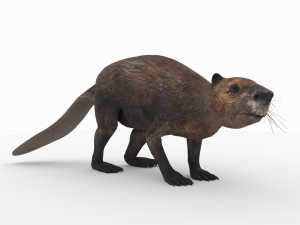 beaver 3D Model