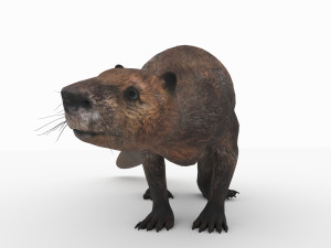 beaver Modelo 3D