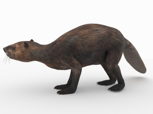 beaver Modelo 3D