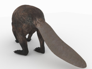 beaver Modelo 3D