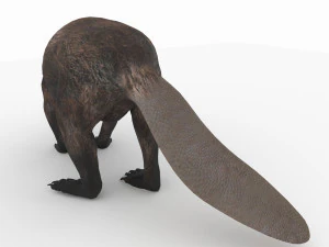 бобер 3D Модель