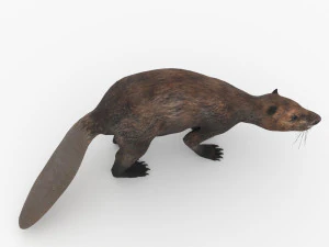 бобер 3D Модель