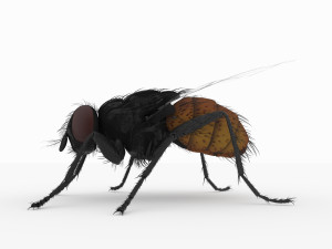 fly 3d 3D Модель