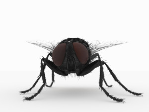 fly 3d 3D Модель