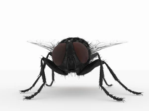 fly 3d 3D Model