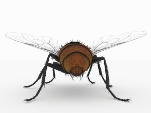 fly 3d 3D Модель