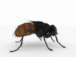 fly 3d 3D Model