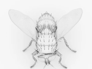 fly 3d 3D Model