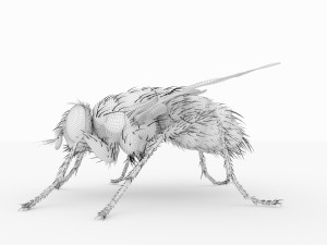 fly 3d 3D Модель