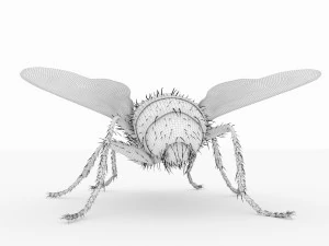 fly 3d 3D Model