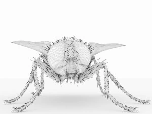 fly 3d 3D Model