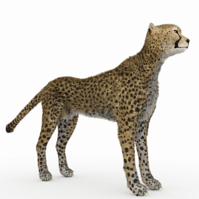 cheetah 3D Модель .c4d .max .obj .3ds .fbx .stl .blend 