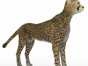 гепард 3D Модель