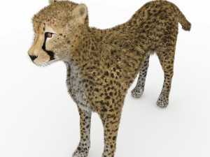 cheetah 3D Модель
