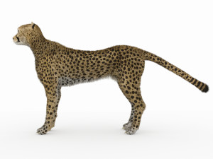 cheetah 3D Модель