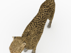 cheetah 3D Модель