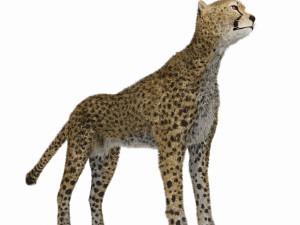 cheetah 3D Модель