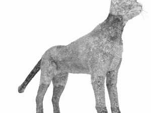 cheetah 3D Модель