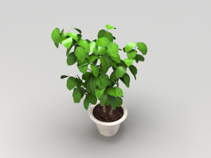 plant 3Dモデル