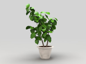 plant 3D Model