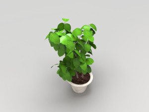 plant 3D Model