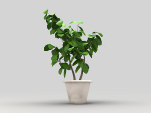 plant 3D Model